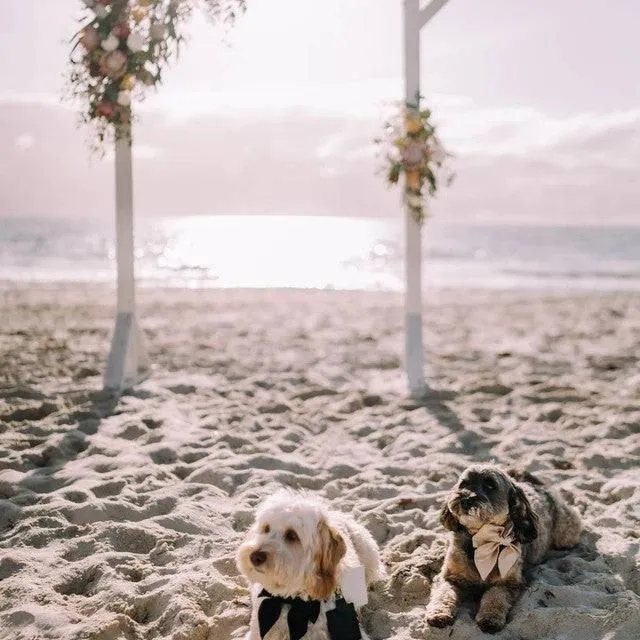 Black bow tie for dogs - Velvet