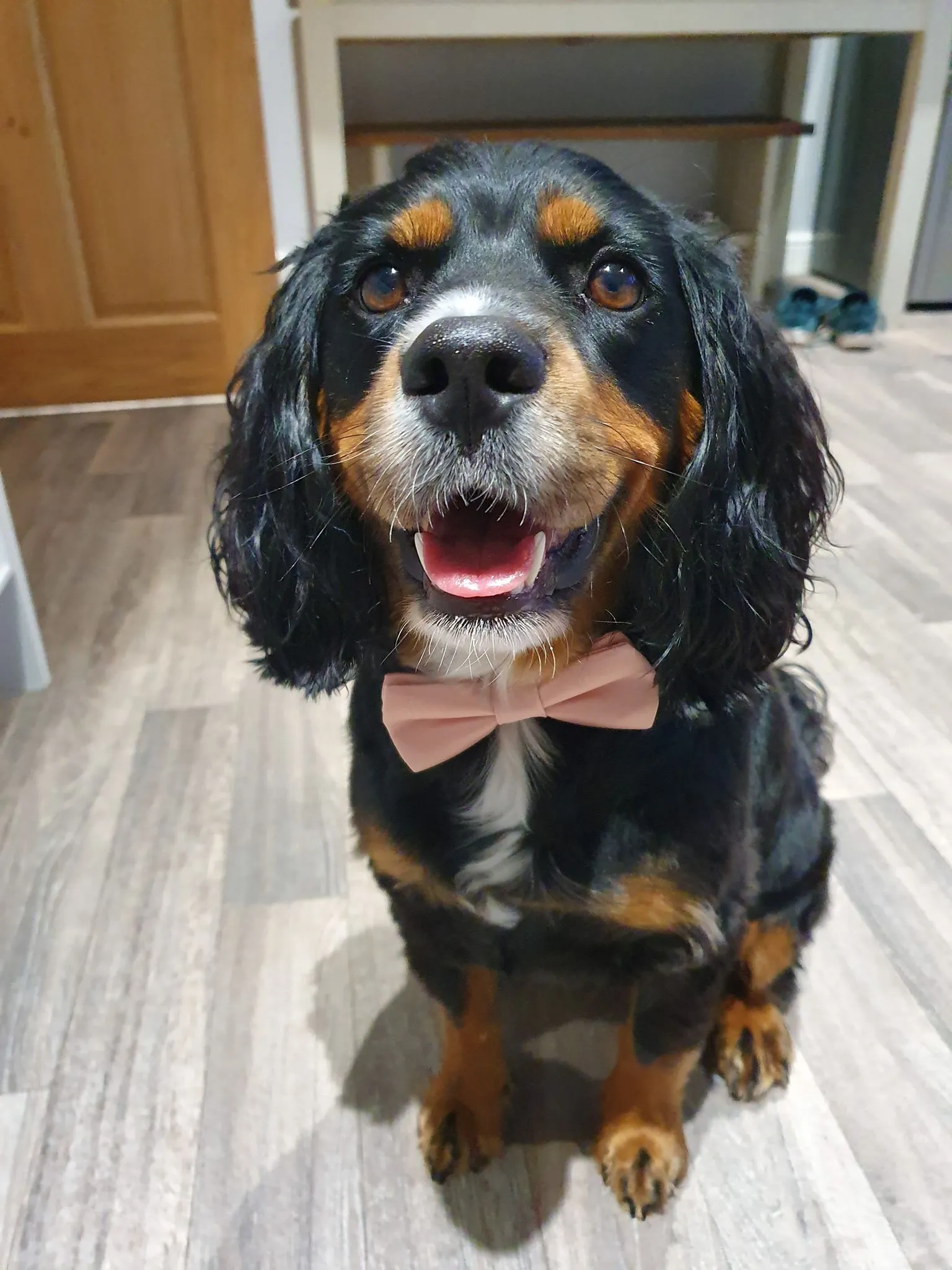 Bottle Green Dog Bow Tie