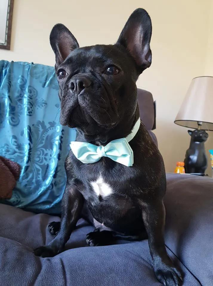 Bottle Green Dog Bow Tie