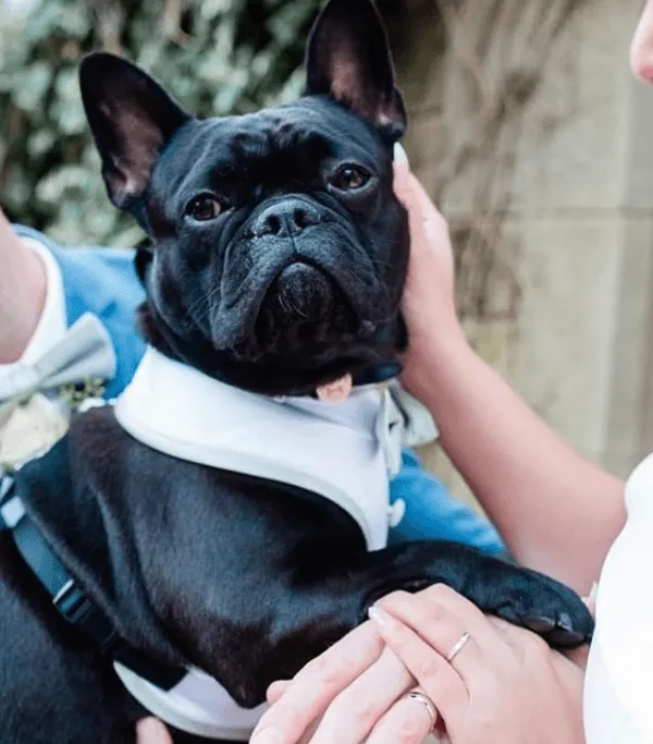 Bottle Green Dog Bow Tie