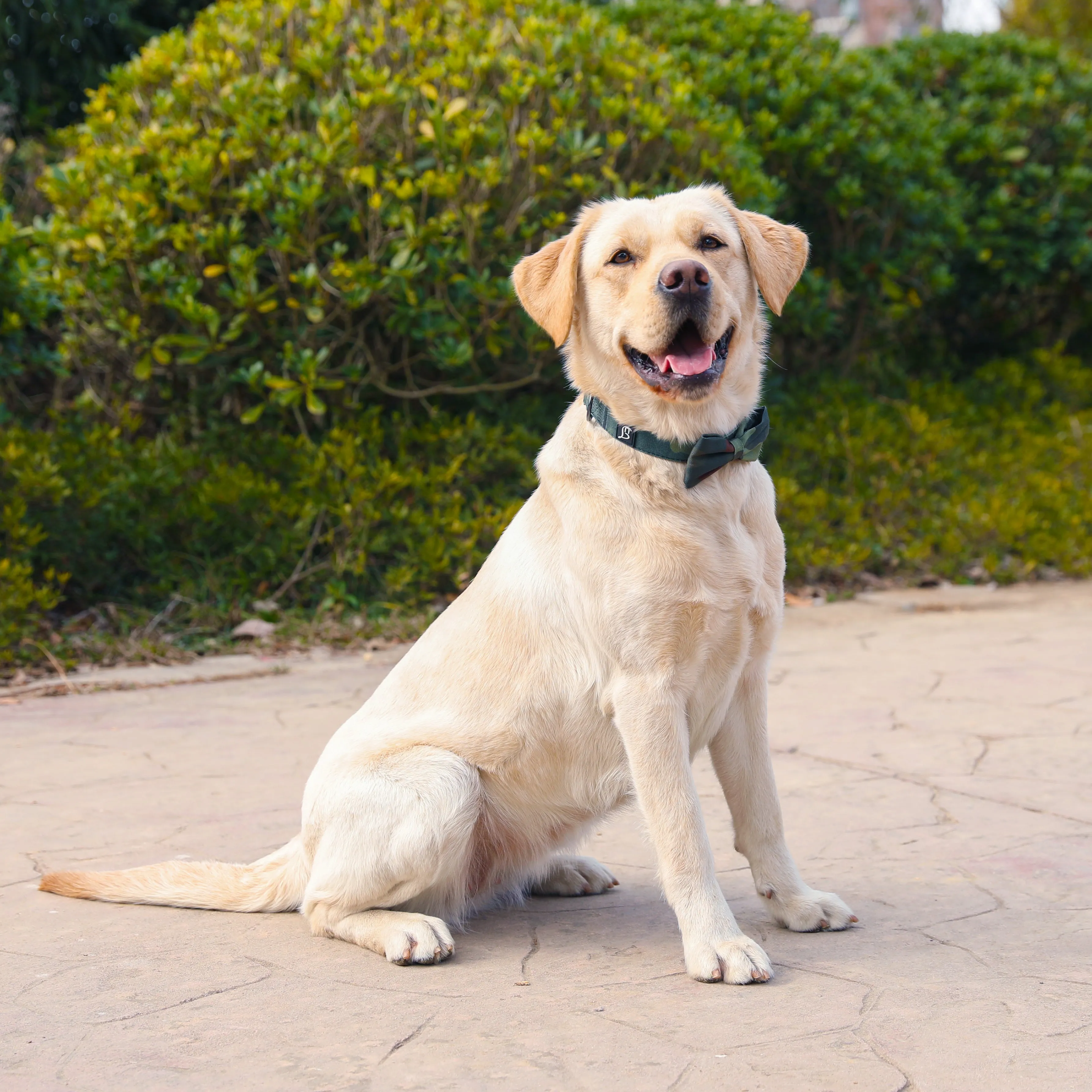 Camouflage Dog Collar with Bow Tie