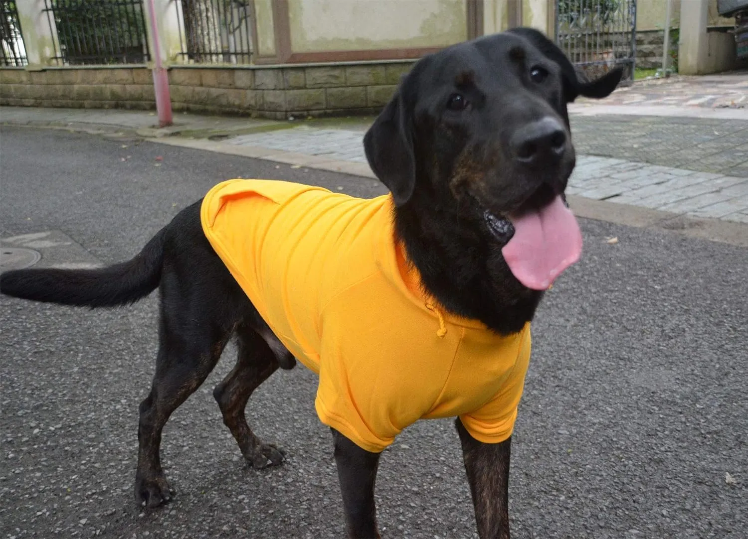 Lovelonglong Blank Basic Hoodie Sweatshirt for Dogs 100% Cotton Fits Small Medium Dachshund Large Dog Orange M