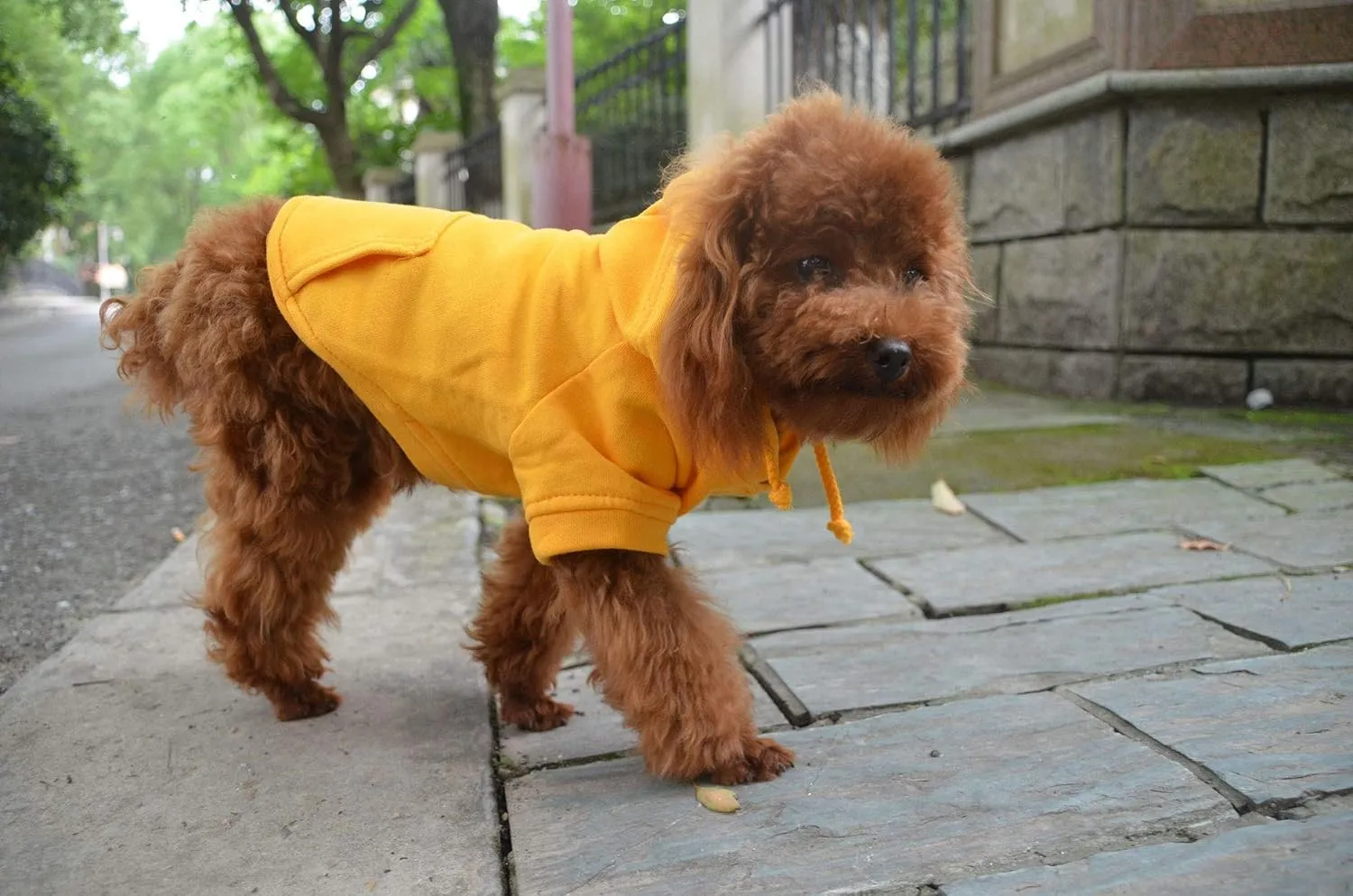 Lovelonglong Blank Basic Hoodie Sweatshirt for Dogs 100% Cotton Fits Small Medium Dachshund Large Dog Orange M