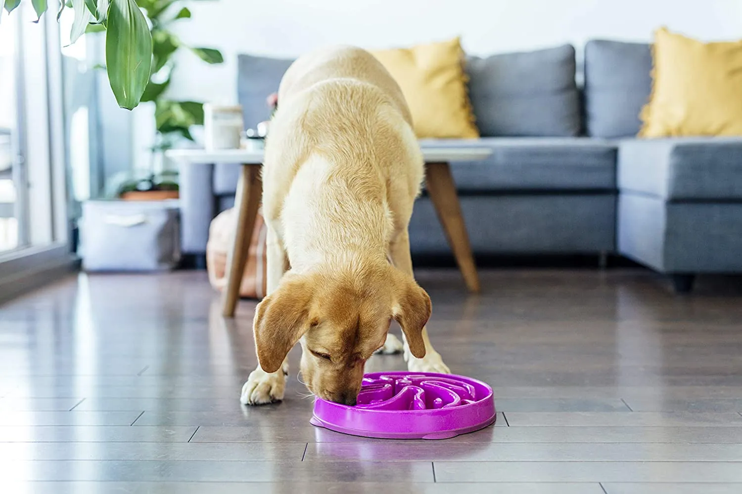 Outward Hound Dog Bowl Kyjen Fun Feeder Slow Feed Interactive Bloat Stop Purple