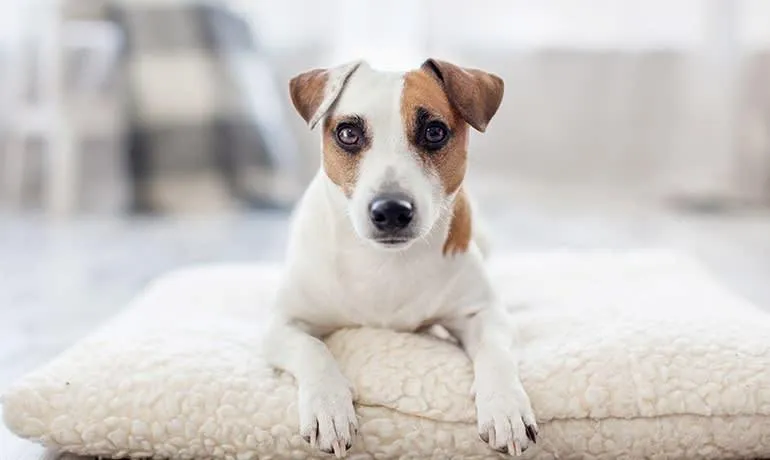 Pet Hair Deshedding Vacuum