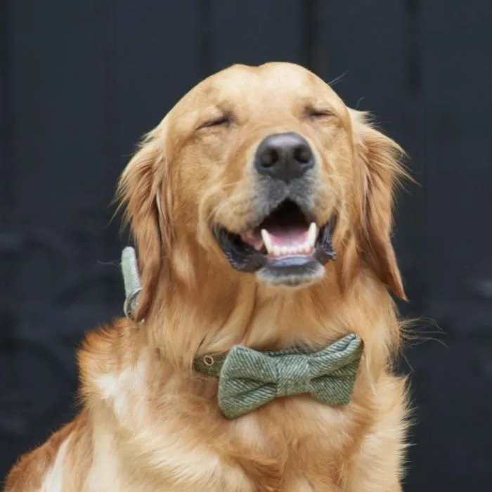 Sweet William - Tweed Dog Bow Tie - Green