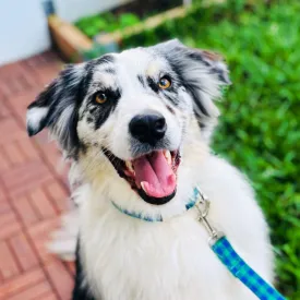 Teal Gingham Bow Tie Dog Collar Collection